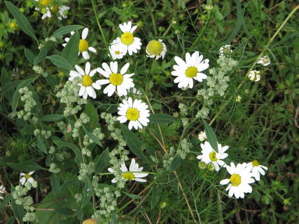 Мила Людмила