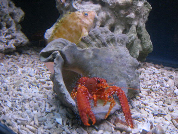 Анна Деменева