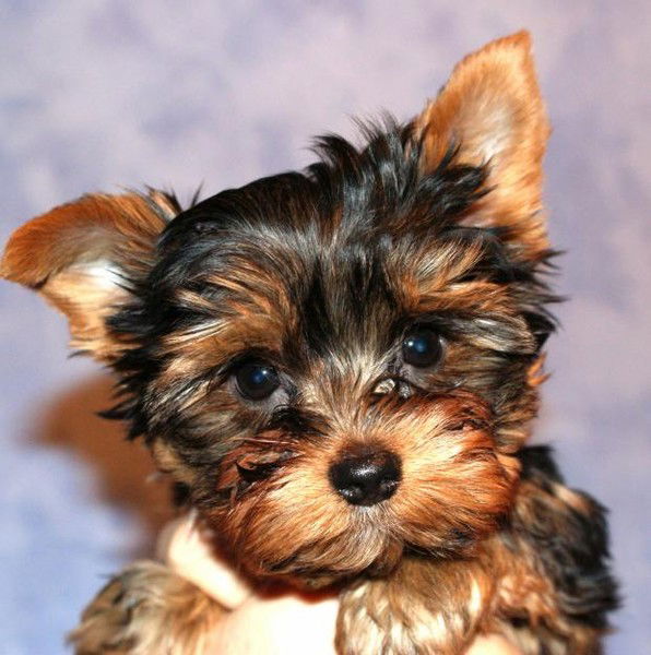 Юлия Рамазанова (Сергеева)