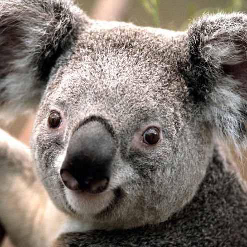 Лана Земсакя