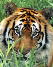 Сергей Зеленов