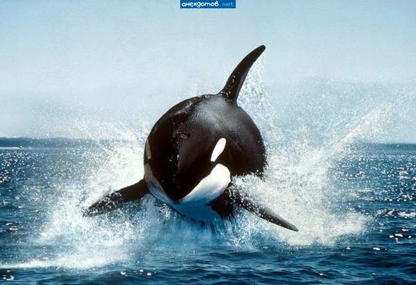 Сергей Осокин