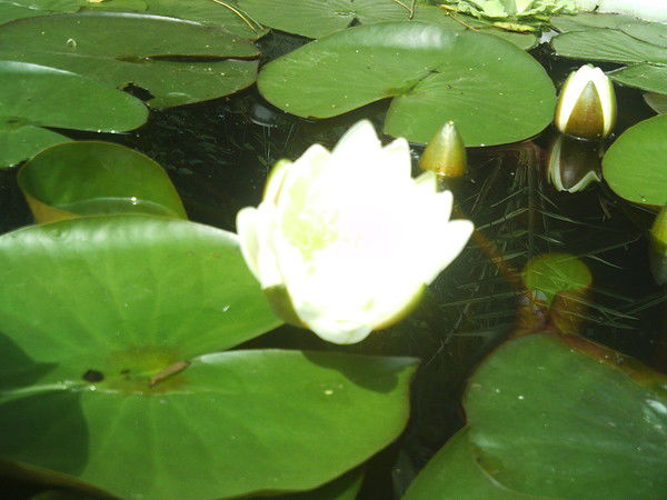 Елена Ильченко