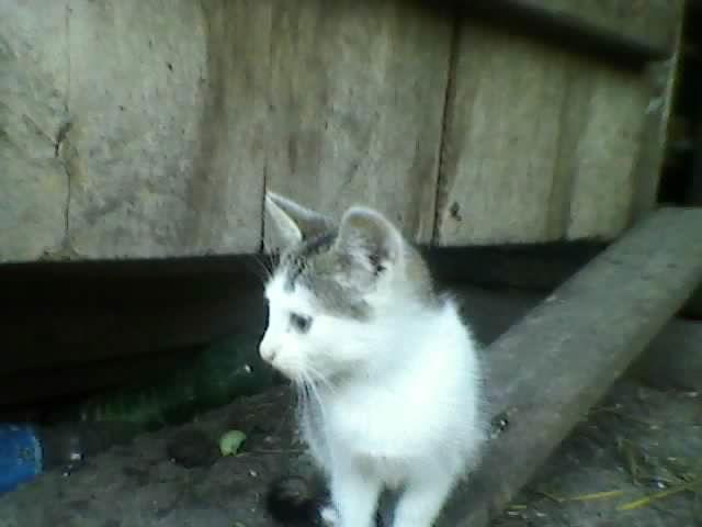 Настя Макаева