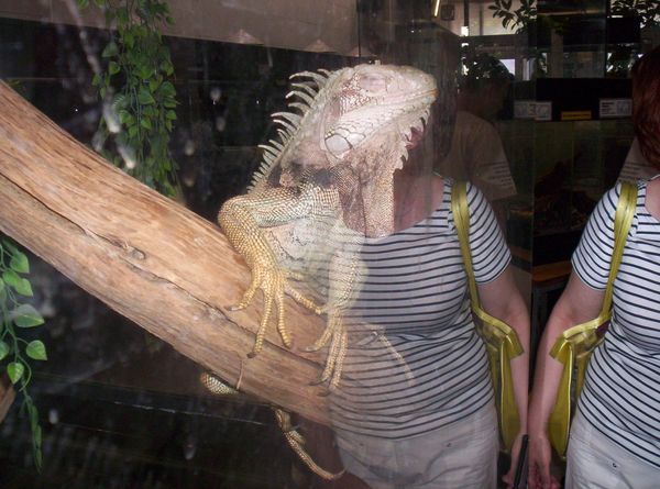 Вера Степанова