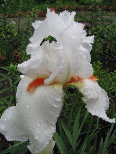 Галина Галина