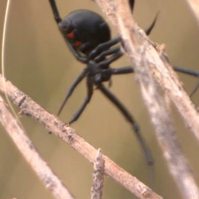 Женя Долгих