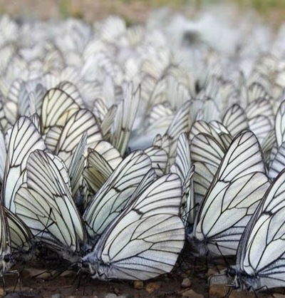 Манзура Матякубова