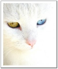 Анастасия Разумова