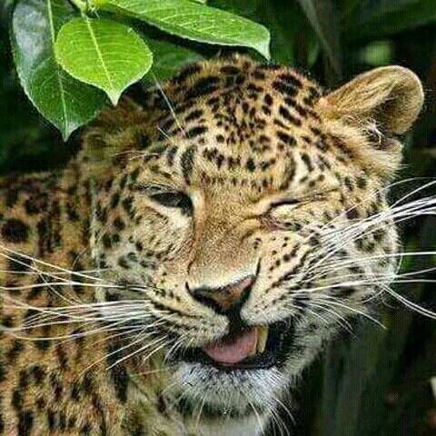 Александр Некрасов