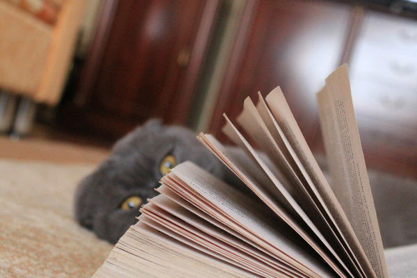 D@|_|_|Уlьк@ ))))