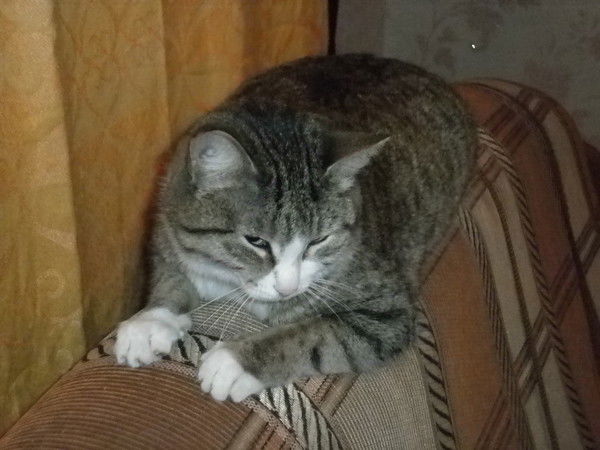 Юличка Бауер