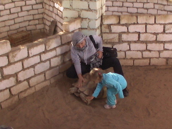 Наталья Шехонина