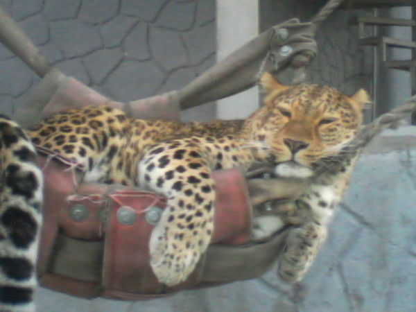 Рафис Шамсутдинов