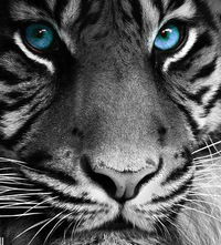 Никита Подлесный