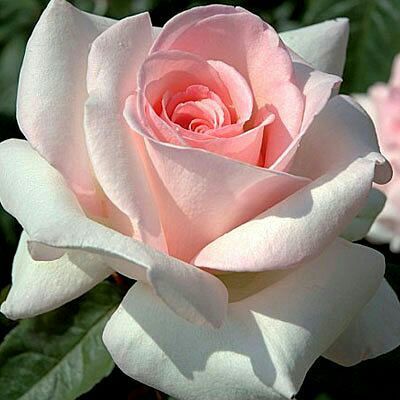 Хабизат Таймасханова