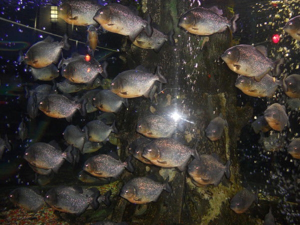 Артём Красных