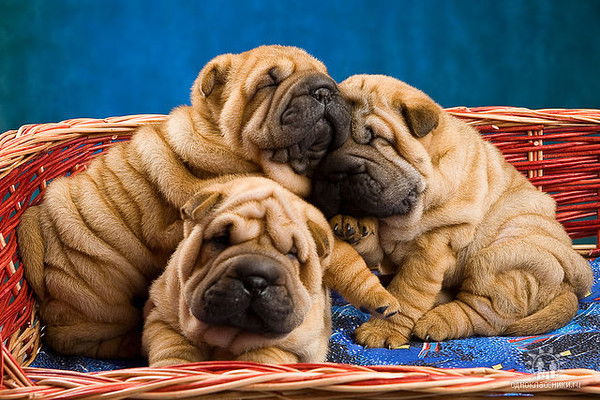 Роман Яворский