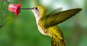 Дана Калжанова