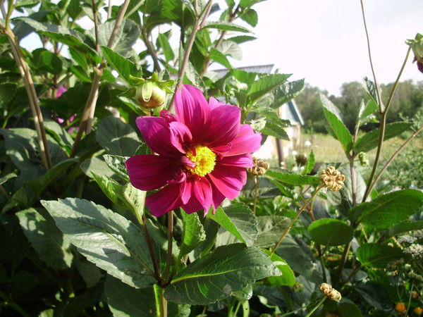 Цветок Мира