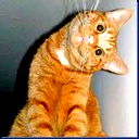 Mad Cat