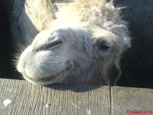 Алексей Логачев