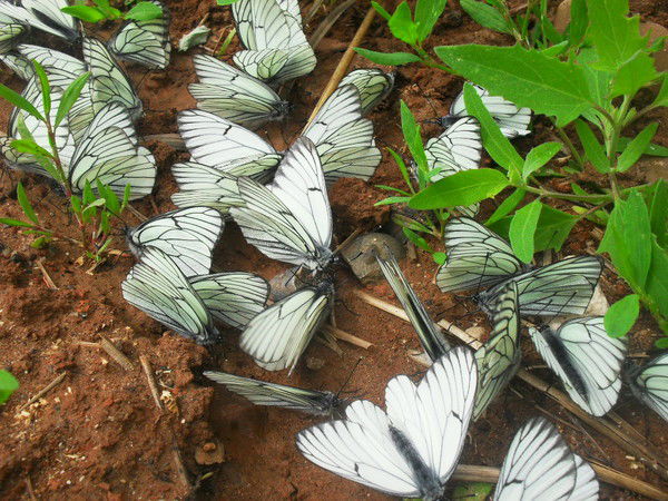 Миляуша Хаматова