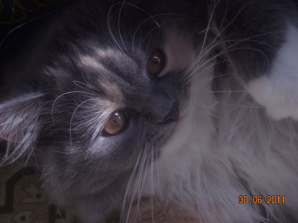 Муся Петрова