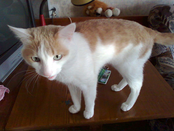 Вера Садовская(Пискунова)