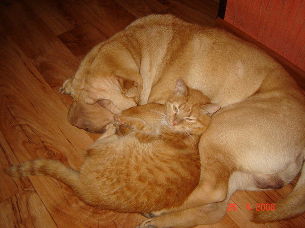 Оксана Гареева