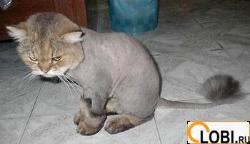 Алексей Лобанов