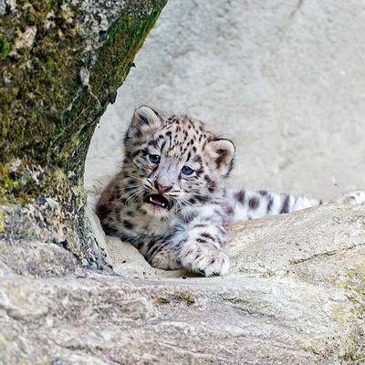 Виктория Ледовая