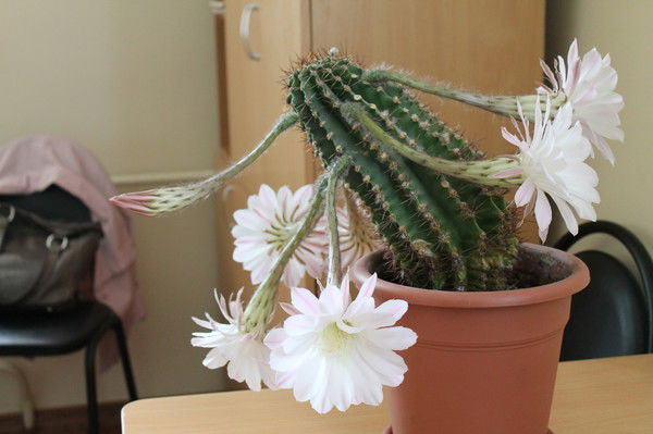 Арина Лубинова