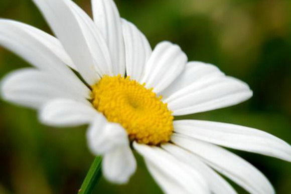 Машуля Цветкова