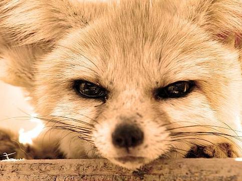 Наталья Кошкина