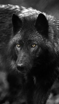 Ночной Волк