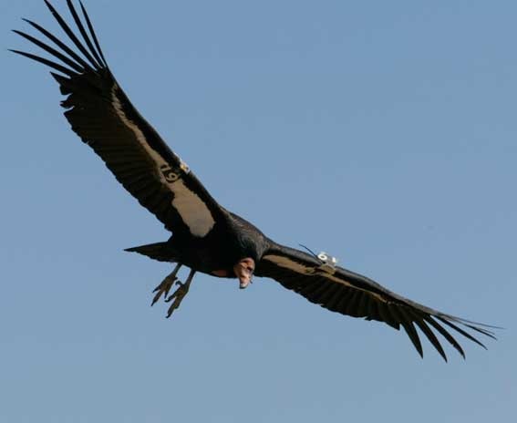 Виктор Власьев