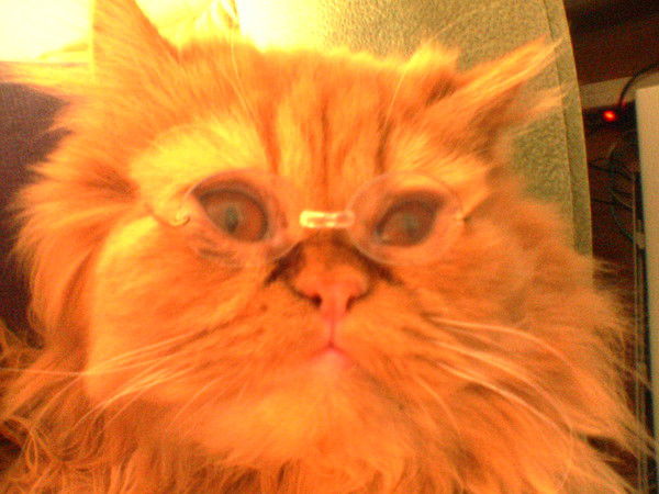 Оксана Ваулина