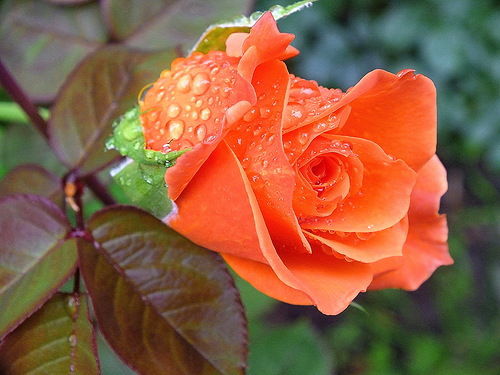 Даша Кожева