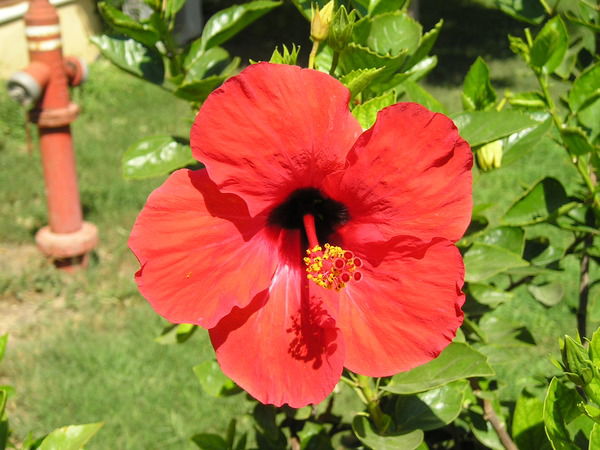 Наталюга Мухинаху