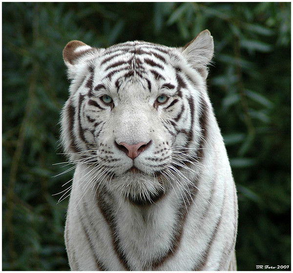 Александр Александрович