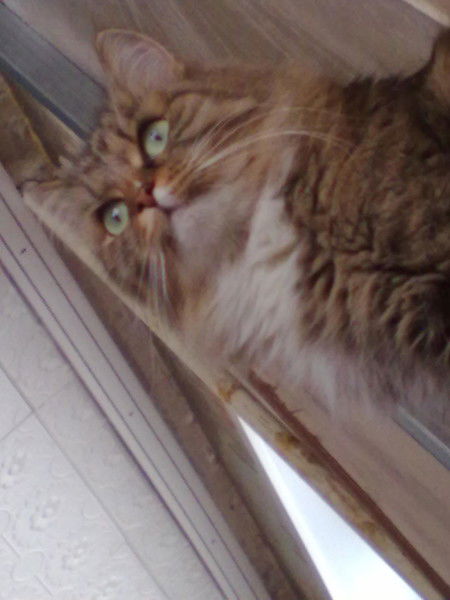 Вера Адуховская