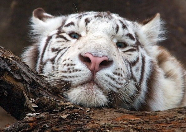 Соломон Штормъ!!!!