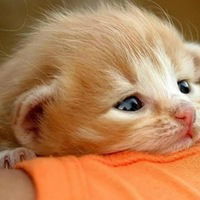 Валерия Лалетина