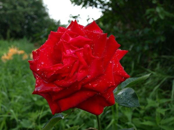 Екатерина Либина