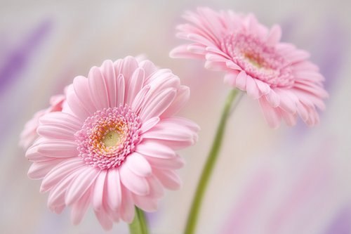 Клара Ержанова