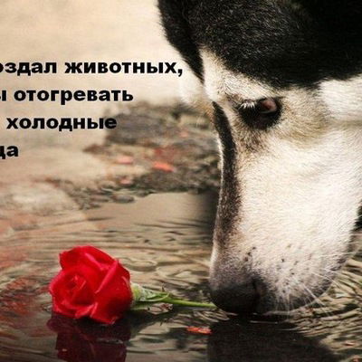 Петр Красилов