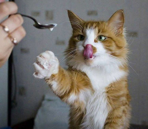 Нина Никифорова