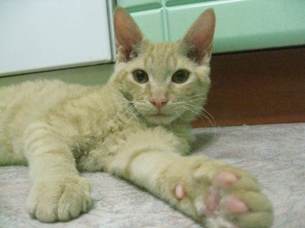 Лиза Кательницкая