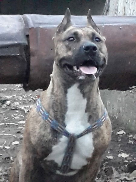 Кондрашин Александр